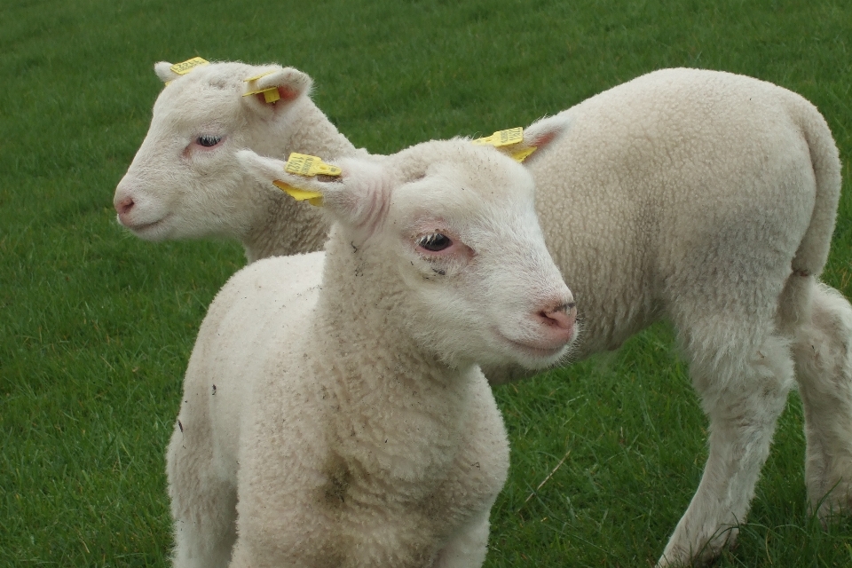 Natur gras weiss feld