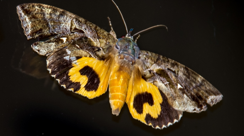 Aile la photographie sauvage modèle