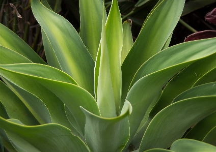 植物 葉 花 パターン 写真