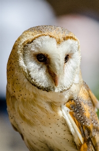 自然 鳥 見ている 野生動物 写真