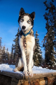 Snow winter dog canine Photo