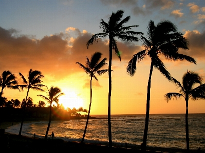 Beach sea tree ocean Photo