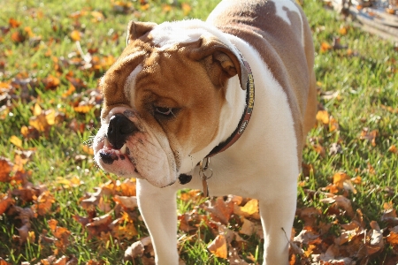 Foto Dolce cane carino animale domestico