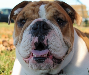 Foto Cane canino
 ritratto mammifero