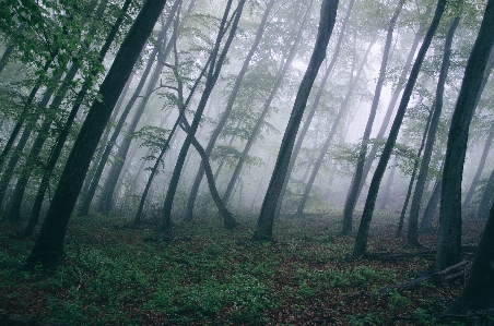 Tree nature forest grass Photo