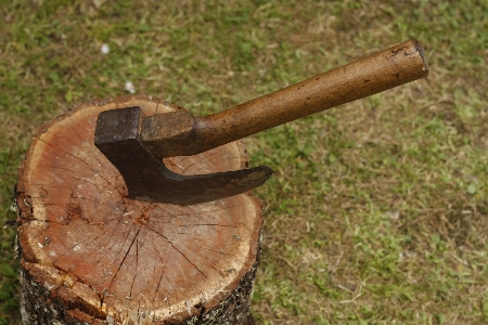 Tree sharp wood tool Photo