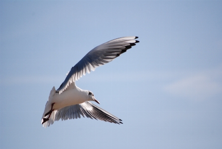 海 水 自然 鳥 写真