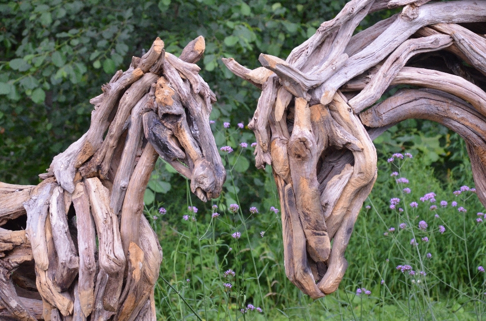 Madera a la deriva
 árbol planta