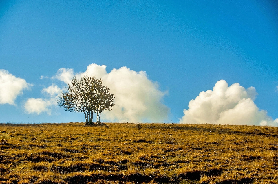 Paisagem árvore natureza grama