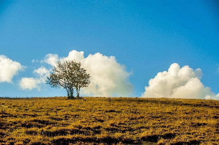 Landscape tree nature grass Photo