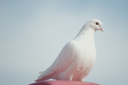 鳥 羽 白 動物 写真