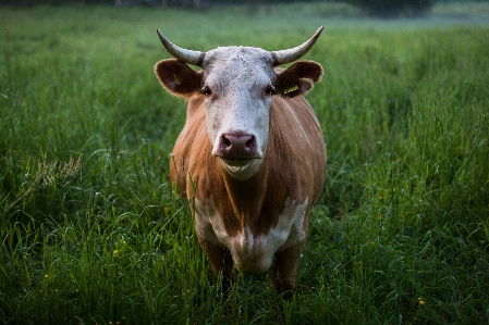 Nature grass field farm Photo