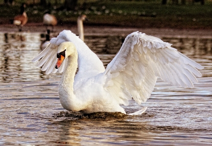 水 鳥 羽 白 写真