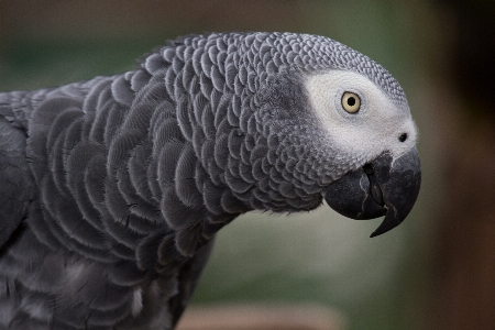 Foto Burung sayap margasatwa paruh