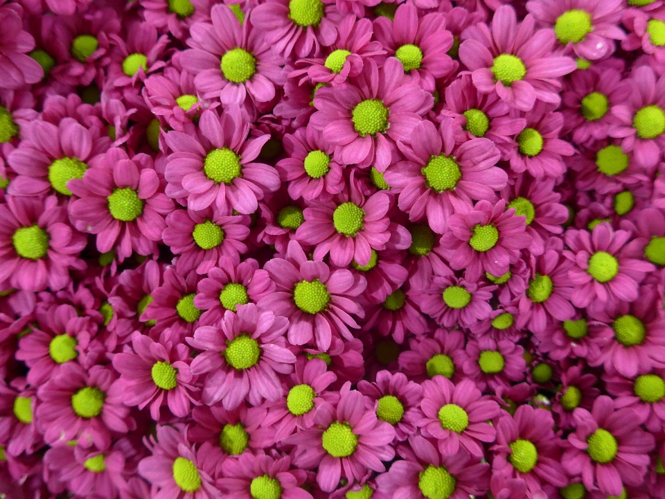 Planta flor púrpura pétalo