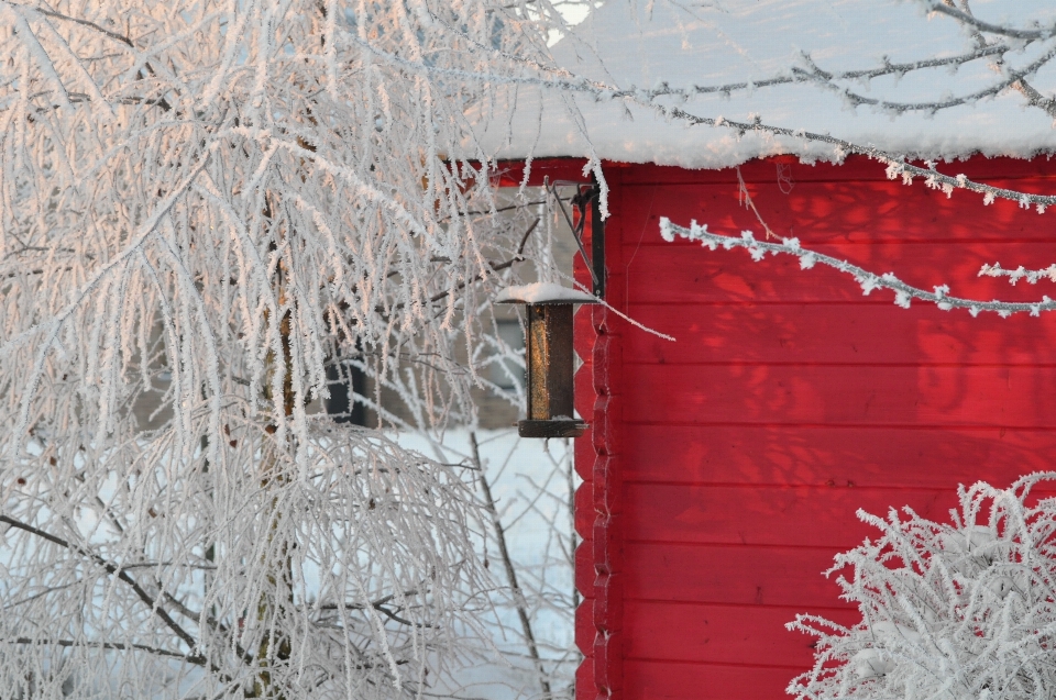 Albero ramo nevicare inverno