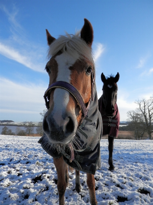 雪 冬 動物 馬