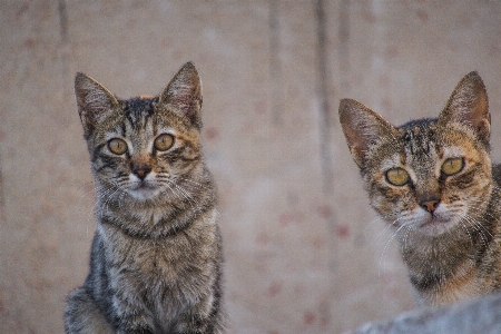 Foto Anak anjing satwa kucing