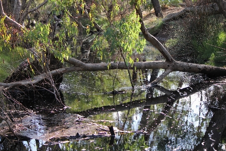 Landscape tree water nature Photo