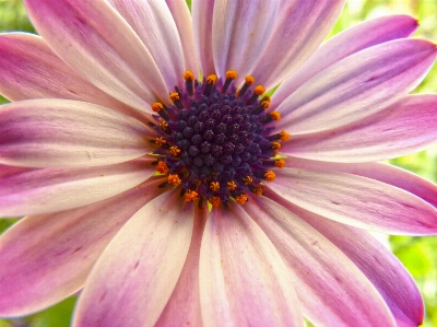 Blossom plant photography flower Photo