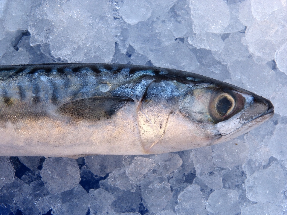 Glace poisson sardine
 basse