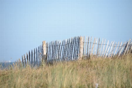 Beach sea tree nature Photo