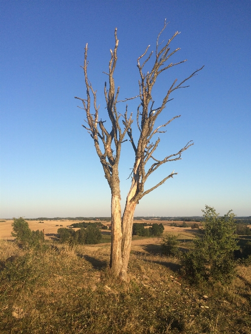 Krajobraz drzewo natura las