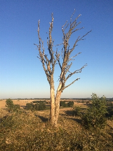 Landscape tree nature forest Photo