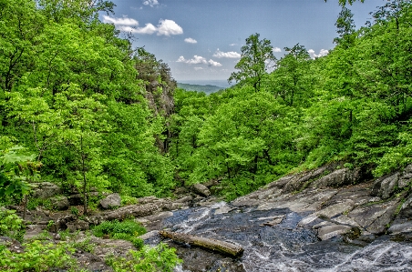 Landscape tree nature forest Photo