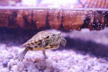 Photography flower animal underwater Photo