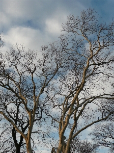 Tree nature forest branch Photo