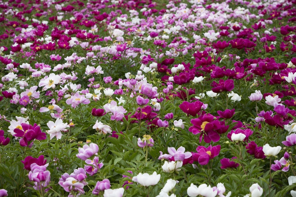 Blossom abstract plant lawn