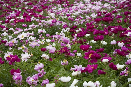 Blossom abstract plant lawn Photo