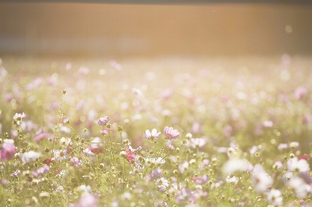 Nature grass blossom dew Photo