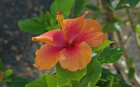 Blossom plant leaf flower Photo