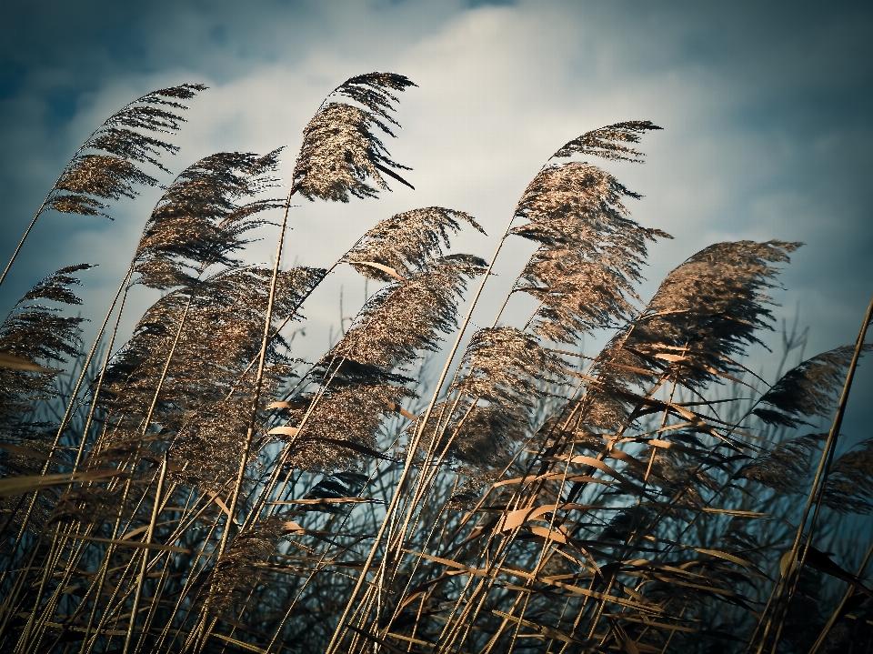 Landscape tree nature grass