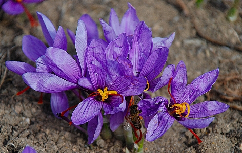 Photo Nature fleurir usine champ