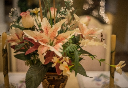 ボケ味
 植物 花 花弁 写真