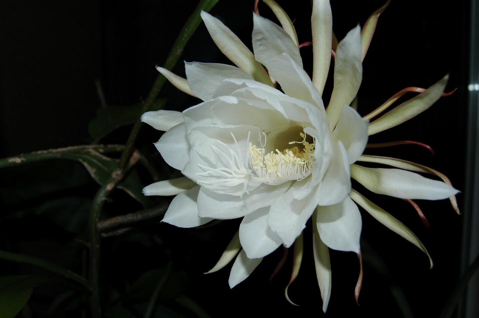 Florecer cactus
 planta noche