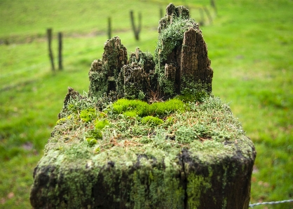 Foto Paisaje árbol bosque césped