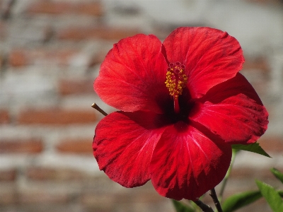 Foto Alam tanaman bunga daun