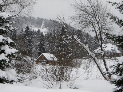 Zdjęcie Krajobraz drzewo natura las