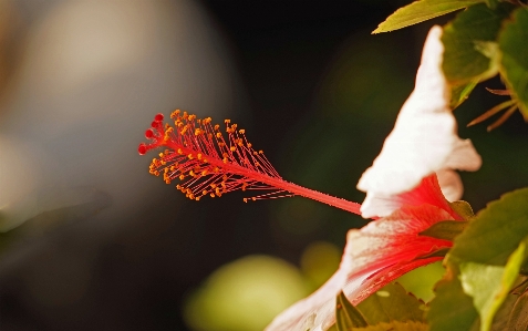 Tree nature branch blossom Photo