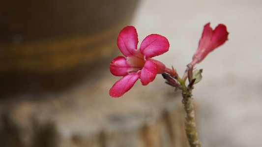 Branch blossom plant photography Photo