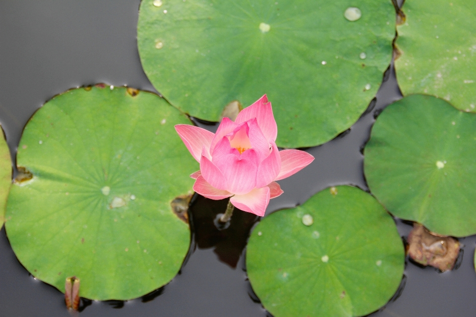 Wasser natur blüte anlage