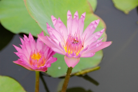 水 自然 花 植物 写真