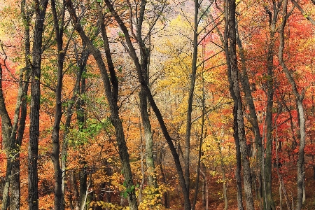 Tree forest wilderness branch Photo