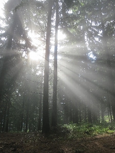 Tree nature forest grass Photo