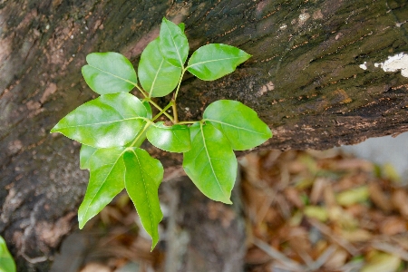 Tree nature branch plant Photo