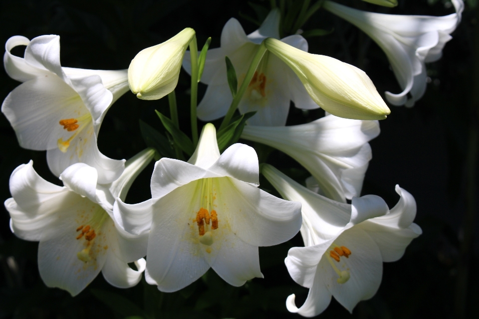 Natur blüte anlage bündel